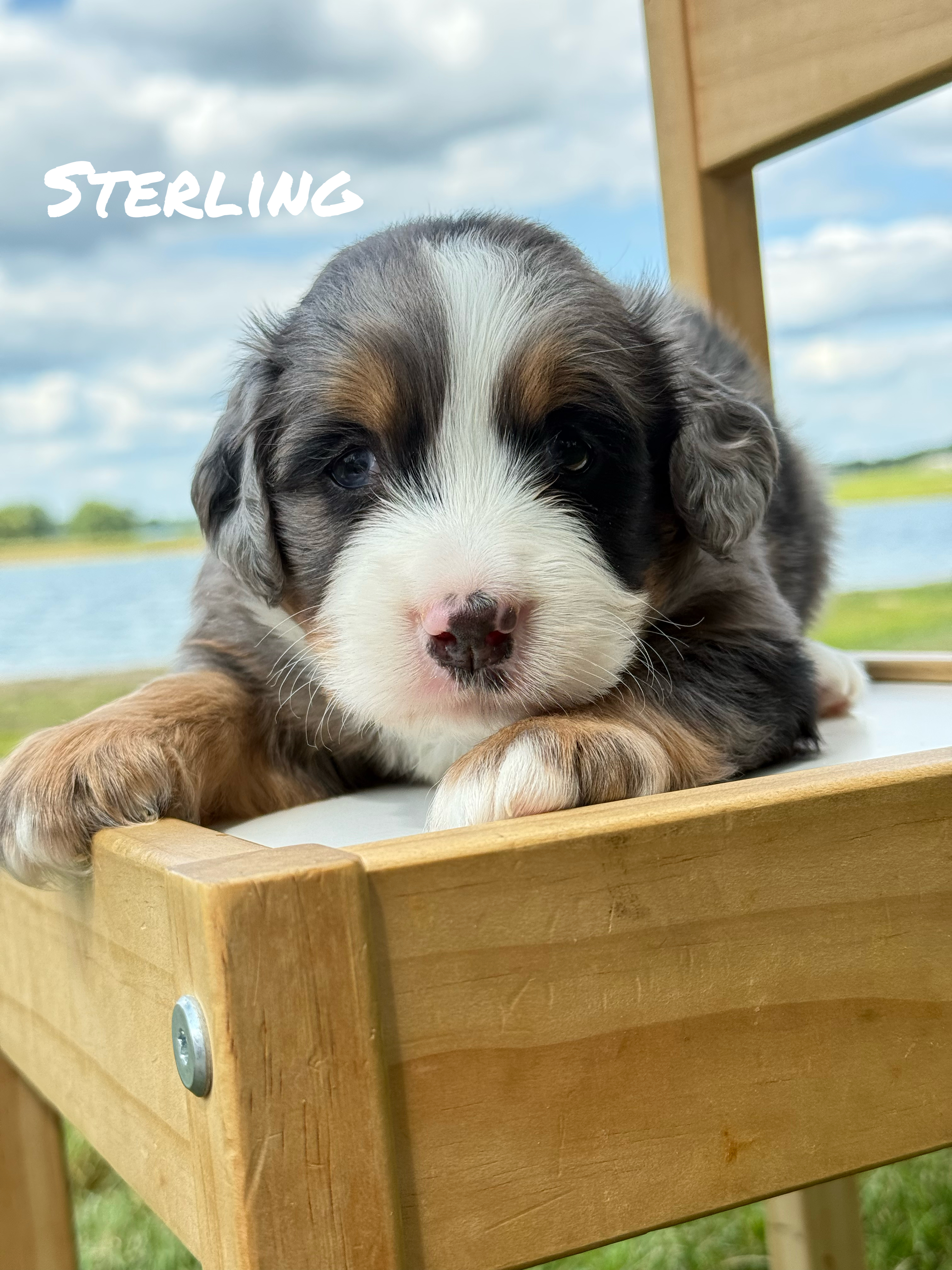 Sterling  1